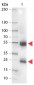 Anti-Swine IgG (H&L)  (Alkaline Phosphatase Conjugated) Secondary Antibody